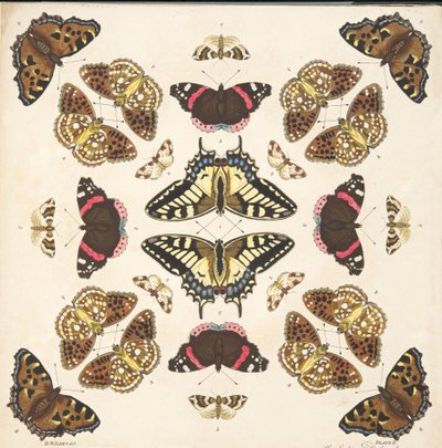 تفاصيل من اللوحة الثانية ، من تصوير نادر للفراشات والعث ، حانة. 1764 (نقش يدوي) بواسطة بنيامين ويلكس