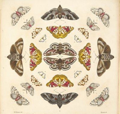 التفاصيل من اللوحة الرابعة ، من تصوير نادر للفراشات والعث ، حانة. 1764 (نقش يدوي) بواسطة بنيامين ويلكس