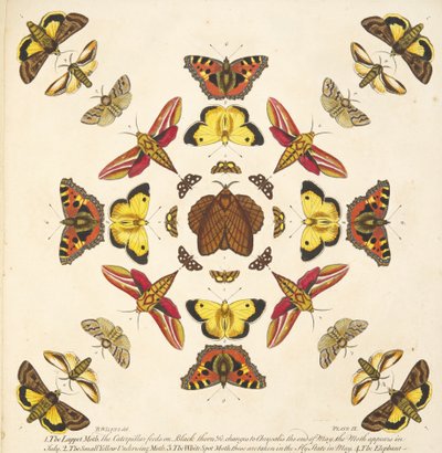 التفاصيل من اللوحة التاسعة ، من تصوير نادر للفراشات والعث ، حانة. 1764 (نقش ملون يدوي) بواسطة بنيامين ويلكس