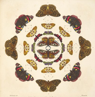 التفاصيل من اللوحة السابعة ، من تصوير نادر للفراشات والعث ، حانة. 1764 (نقش يدوي) بواسطة بنيامين ويلكس