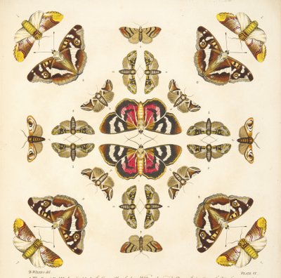 التفاصيل من اللوحة السادسة ، من تصوير نادر للفراشات والعث ، حانة. 1764 (نقش يدوي) بواسطة بنيامين ويلكس