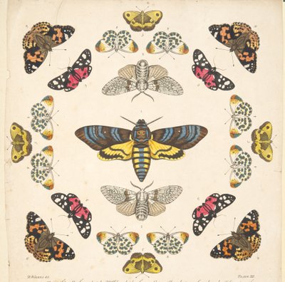 التفاصيل من اللوحة الثانية عشرة ، من تصوير نادر للفراشات والعث ، حانة. 1764 (نقش ملون يدوي) بواسطة بنيامين ويلكس