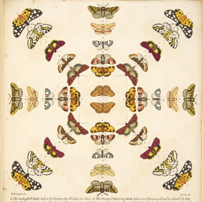 Detail from Plate XI, from A Rare Depiction of Butterflies and Moths, pub. 1764 (hand coloured engraving) بواسطة بنيامين ويلكس
