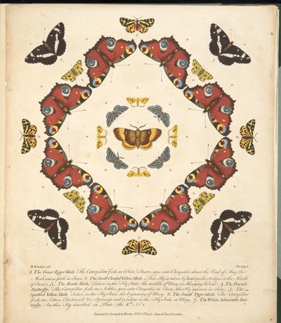 اللوحة الأولى ، من تصوير نادر للفراشات والعث ، حانة. 1764 (نقش يدوي) بواسطة بنيامين ويلكس