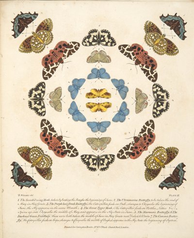 اللوحة الثالثة ، من تصوير نادر للفراشات والعث ، حانة. 1764 (نقش يدوي) بواسطة بنيامين ويلكس