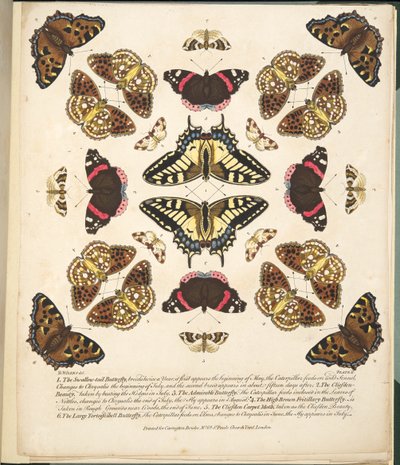 اللوحة الثانية ، من تصوير نادر للفراشات والعث ، حانة. 1764 (نقش يدوي) بواسطة بنيامين ويلكس