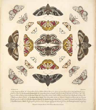 اللوحة الرابعة ، من تصوير نادر للفراشات والعث ، حانة. 1764 (نقش يدوي) بواسطة بنيامين ويلكس