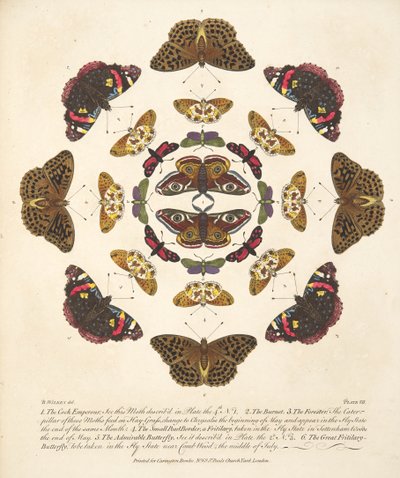 اللوحة السابعة ، من تصوير نادر للفراشات والعث ، حانة. 1764 (نقش يدوي) بواسطة بنيامين ويلكس