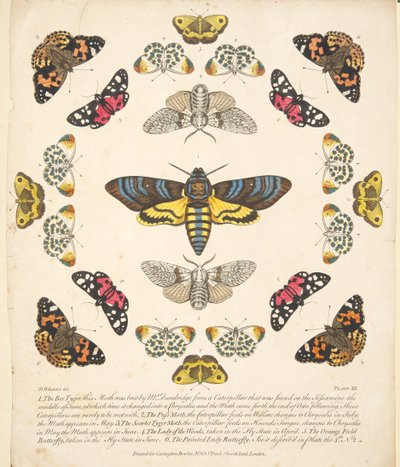 اللوحة الثانية عشرة ، من تصوير نادر للفراشات والعث ، حانة. 1764 (نقش ملون يدوي) بواسطة بنيامين ويلكس