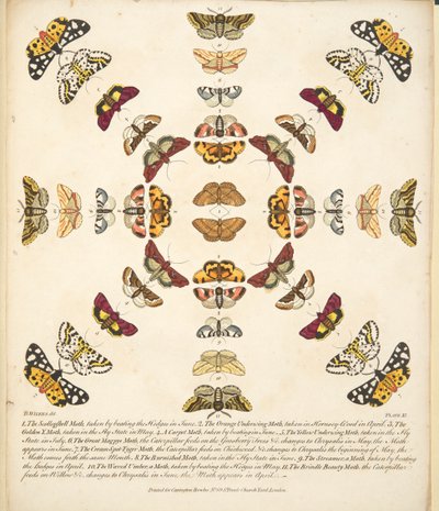 اللوحة الحادية عشرة ، من تصوير نادر للفراشات والعث ، حانة. 1764 (نقش يدوي) بواسطة بنيامين ويلكس