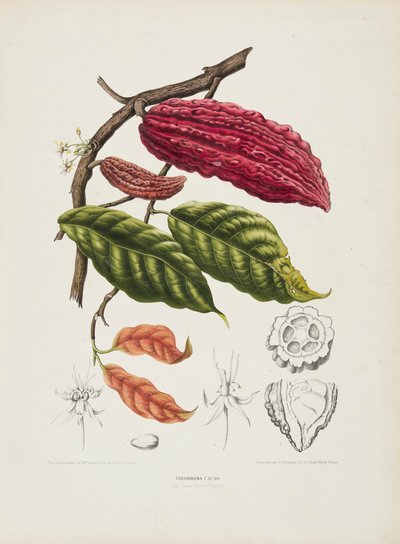ثيوبروما ، شجرة الكاكاو ، 1840-1890. بواسطة Berthe Hoola van Nooten