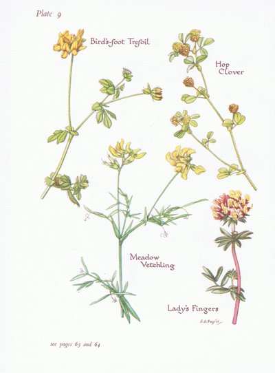 Birds Foot Trefoil ، Ladys Fingers ، Hop Clover ، Meadow Vetchling ، 1951 بواسطة Bessie D. Inglis