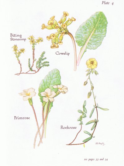 العض Stonecrop أو Wall Pepper ، Cowslip ، Rockrose ، Primrose ، 1951 بواسطة Bessie D. Inglis