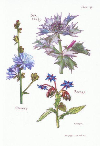Chicory or Succory ، Sea Holly ، Borage ، 1951 بواسطة Bessie D. Inglis