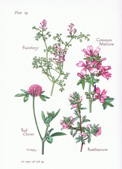 الملوخية المشتركة ، Restharrow ، Fumitory ، Red Clover ، 1951 بواسطة Bessie D. Inglis