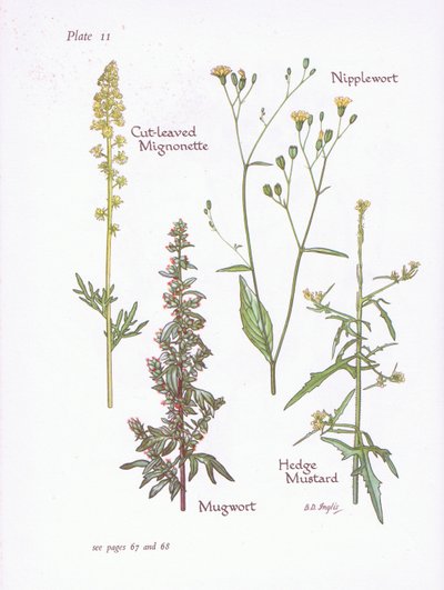 قطع صغيرة من ليف مقطوع ، Mugwort ، Nipplewort ، Hedge Mustard ، 1951 بواسطة Bessie D. Inglis