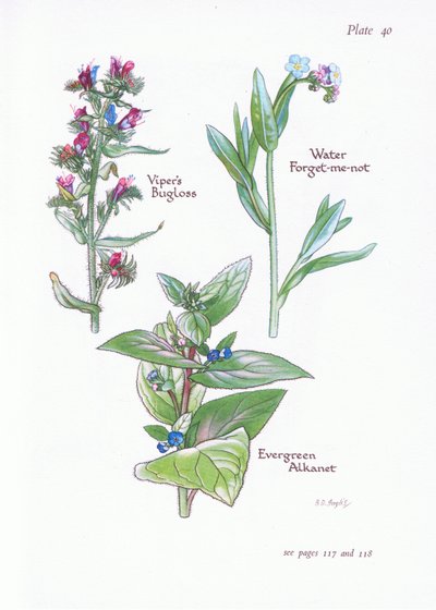 Evergreen Alkanet ، Vipers Bugloss ، Water Forget-Me-Not ، 1951 بواسطة Bessie D. Inglis