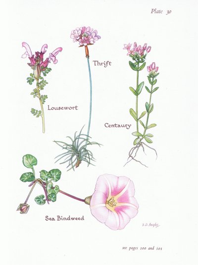 Lousewort ، Thrift or Sea Pink ، Centaury ، Sea Bindweed ، 1951 بواسطة Bessie D. Inglis