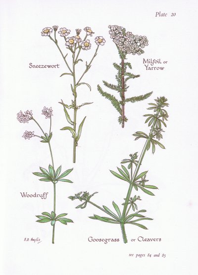 Sneezewort، Milfoil or Yarrow، Woodruff، Goosegrass or Cleavers، 1951 بواسطة Bessie D. Inglis