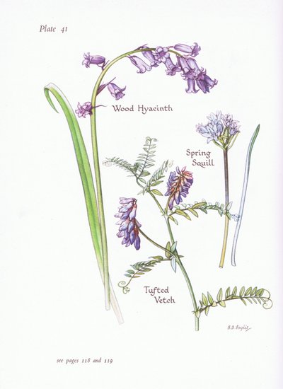Spring Squill ، صفير الخشب ، البيقية معنقدة ، 1951 بواسطة Bessie D. Inglis