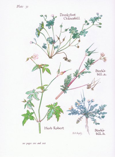 Storks Bill ، Doves Foot ، Cranesbill ، Herb Robert ، 1951 بواسطة Bessie D. Inglis