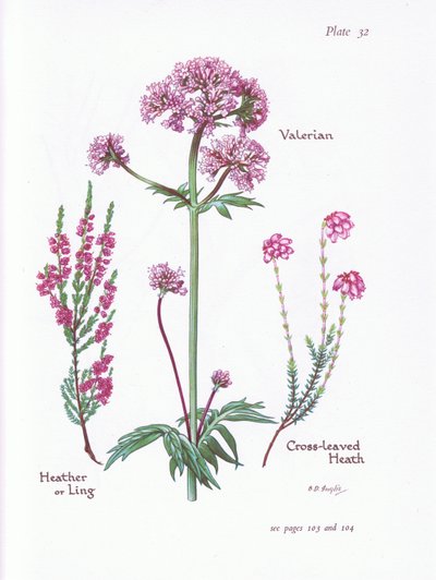 فاليريان ، هيذر أو لينغ ، Cross Leaved Heath ، 1951 بواسطة Bessie D. Inglis
