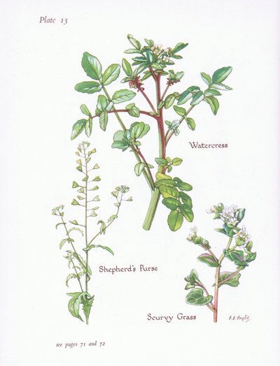 الجرجير ، محفظة الرعاة ، Scurvy Grass ، 1951 بواسطة Bessie D. Inglis