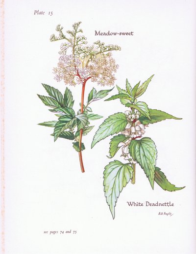White Deadnettle ، Meadow Sweet ، 1951 بواسطة Bessie D. Inglis