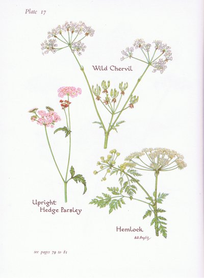 Wild Chevril ، Hemlock ، Upright Hedge Parsley ، 1951 بواسطة Bessie D. Inglis