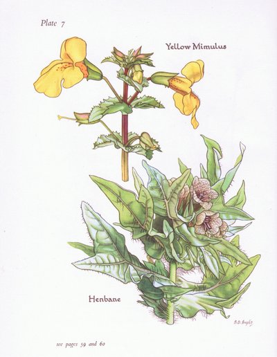 الأصفر Mimulus ، Henbane ، 1951 بواسطة Bessie D. Inglis