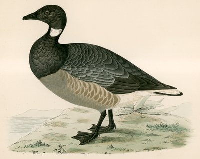 برنت أوزة بواسطة Beverley R. Morris