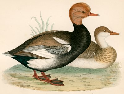 بطة صفير متوج حمراء بواسطة Beverley R. Morris