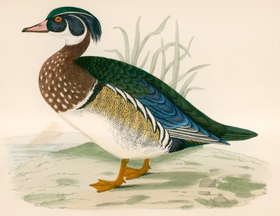 بطة الصيف بواسطة Beverley R. Morris