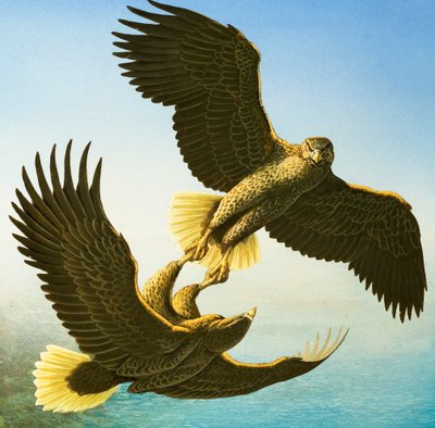 نسور البحر (غواش على ورق) بواسطة بوب هيرسي