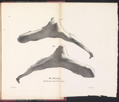 عظم ورك الحوت ، 1827 Os Pelviens (العنوان على الكائن) بواسطة جان بابتيست أمبرواز مارسيلين جوبارد
