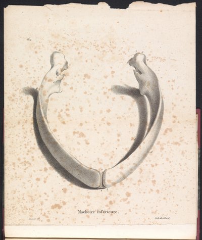 فك الحوت السفلي ، 1827 مفتول العضلات أدنى (العنوان على الكائن) بواسطة جان بابتيست أمبرواز مارسيلين جوبارد