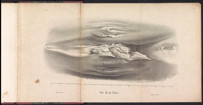 الأعضاء التناسلية الأنثوية للحوت ، 1827 Vue de la Vulve (العنوان على الكائن) بواسطة جان بابتيست أمبرواز مارسيلين جوبارد