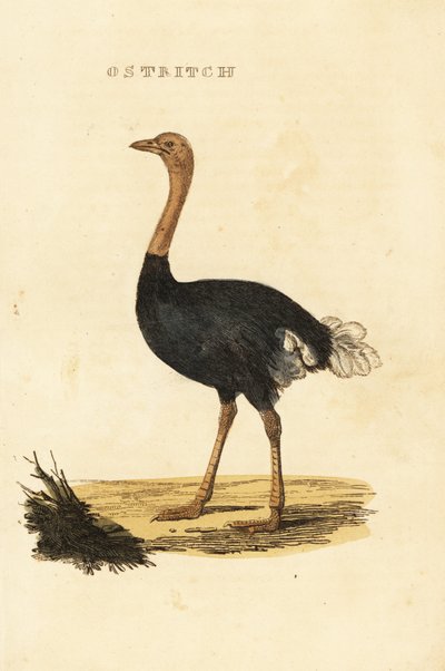 نعامة شائع ، Struthio camelus بواسطة المدرسة البريطانية