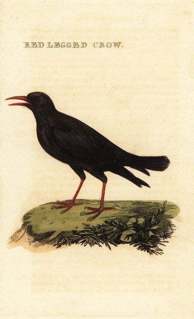 chough أحمر المنقار ، pyrrhocorax pyrrhocorax بواسطة المدرسة البريطانية
