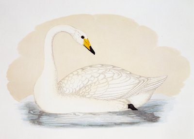 Wild Swan (Cygnus cygnus) ، نقش ، المملكة المتحدة بواسطة المدرسة البريطانية