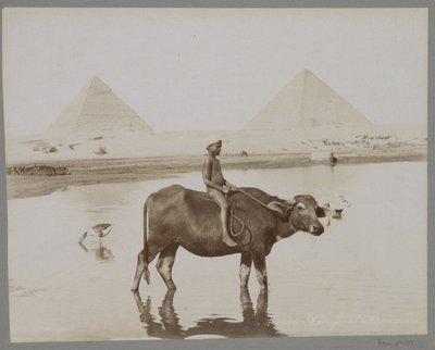 صبي على جاموس مع وجود هرمين في مصر في الخلفية Beufe et Pyramides (العنوان على الكائن) بواسطة C. and G. Zangaki