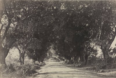 شارع أشجار بنيان ، سيرينجهام ، الهند ، 1858. بواسطة الكابتن لينيوس كروشة
