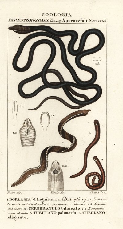 دودة Bootlace ، Lineus longissimus 1 ، Borlasia Angliae 1 ، دودة خرطوم ، Cerebratulus bilineatus 2 ، Cerebratulus bilineatus 2 ، دودة الشريط ، Tubulanus polimorphus 3 ، Tubulanus elegans 4 بواسطة كاريني كاريني