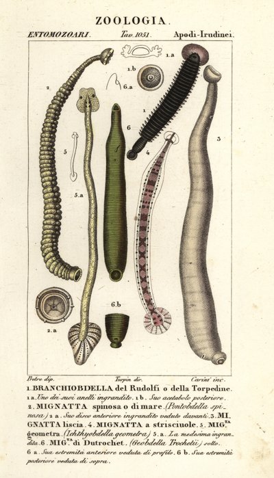 علقة الأسماك وعلقات المياه العذبة: Branchiobdellida 1، Pontobdella spinosa 2، Whitmania laevis 3، Hirudo vittata 4، Piscicola Geometra 5، Ichthyobdella Geometra 5، Geobdella trochetii 6 بواسطة كاريني كاريني