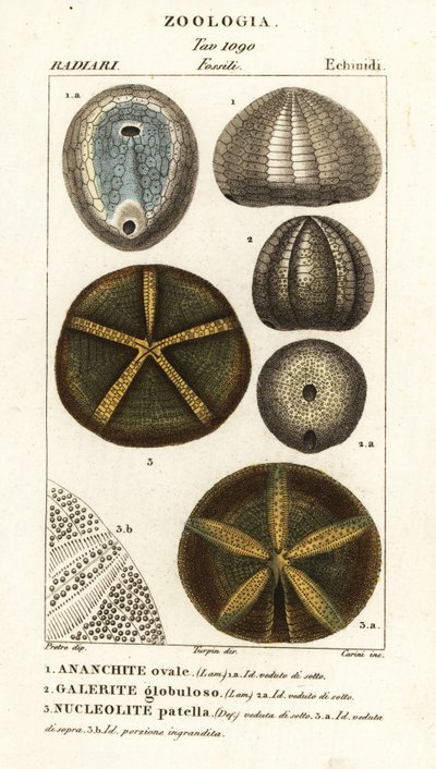 أحافير قنافذ البحر المنقرضة: Echinocorys (Ananchites) 1 ، Galerites globulosus 2 ، و Nucleolites الرضفة 3 بواسطة كاريني كاريني