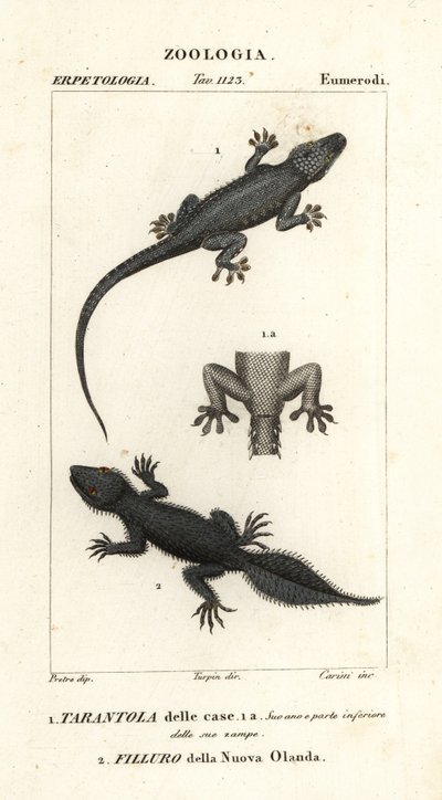 أبو بريص المنزل ، Hemidactylus frenatus 1 ، أبو بريص عريض الذيل ، Phyllurus platurus 2 بواسطة كاريني كاريني