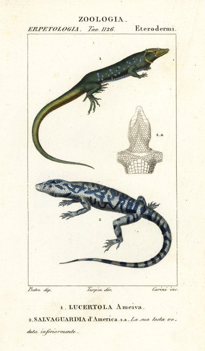 عداء الغابة ، Ameiva ameiva ، ، Lucertola ameiva 1 و Golden tegu ، Tupinambis teguixin ، Safeguard of America بواسطة كاريني كاريني