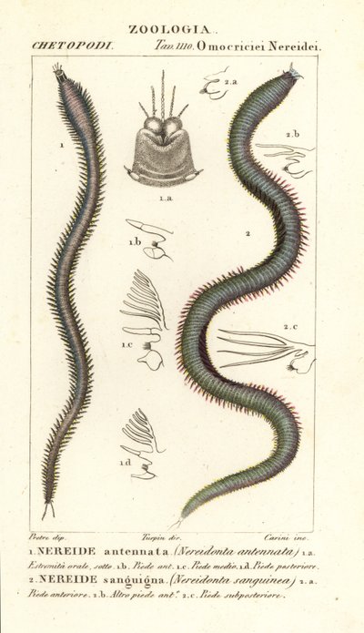 Leodice antennata و Nereidonta antennata 1 و Eunice sanguinea و Nereidonta sanguinea 2 بواسطة كاريني كاريني