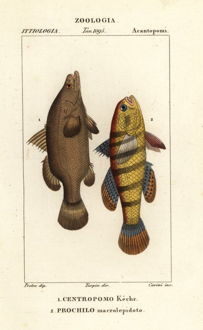 سمك الفرخ النيلي ، وسمك Lates niloticus ، والسمك النائم أو gudgeon ، Ophiocara macrolepidota بواسطة كاريني كاريني