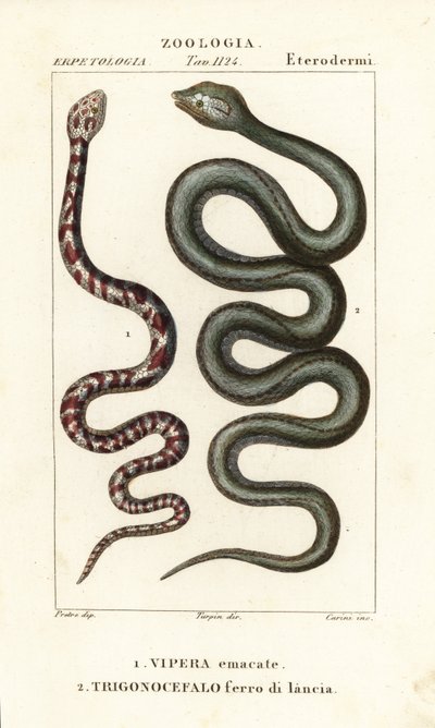 الكوبرا ذات العنق الدائري ، Hemachatus haemachatus 1 ، و Martinique lancehead ، Bothrops lanceolatus 2 بواسطة كاريني كاريني